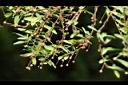 錫蘭葉下珠-花序07.JPG