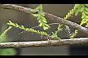 錫蘭葉下珠-莖00.JPG