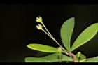 錫蘭葉下珠-花00.JPG