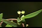 錫蘭葉下珠-花02.JPG