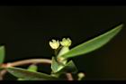 錫蘭葉下珠-花04.JPG