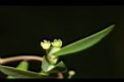 錫蘭葉下珠-花05.JPG