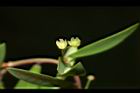 錫蘭葉下珠-花06.JPG