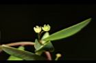 錫蘭葉下珠-花07.JPG