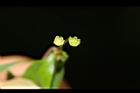 錫蘭葉下珠-花10.JPG