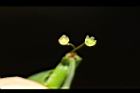 錫蘭葉下珠-花12.JPG