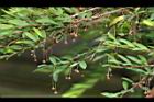 錫蘭葉下珠-花序10.JPG