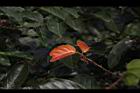 錫蘭饅頭果-紅葉02.JPG