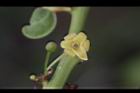 錫蘭饅頭果-雄花00.JPG
