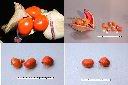 鐘萼木-種子3.jpg