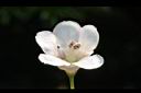 鐘萼木-花02.JPG