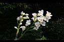 鐘萼木-花序23.JPG