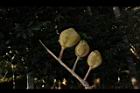 鐘萼木-實11.JPG