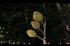 鐘萼木-實13.JPG