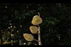 鐘萼木-實14.JPG