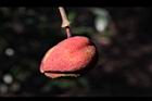鐘萼木-實20.JPG