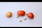鐘萼木-種子83.JPG