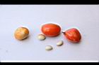 鐘萼木-種子84.JPG