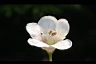 鐘萼木-花01.JPG