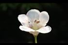 鐘萼木-花03.JPG