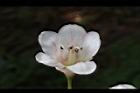 鐘萼木-花06.JPG