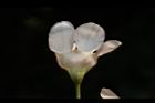 鐘萼木-花08.JPG