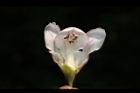 鐘萼木-花09.JPG