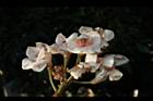 鐘萼木-花10.JPG