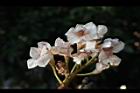 鐘萼木-花11.JPG