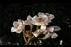 鐘萼木-花12.JPG