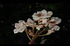 鐘萼木-花14.JPG