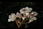 鐘萼木-花15.JPG
