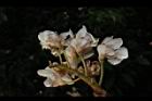 鐘萼木-花16.JPG