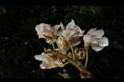 鐘萼木-花17.JPG