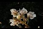 鐘萼木-花18.JPG