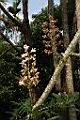 鐘萼木-花序-枯00.JPG