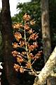 鐘萼木-花序-枯01.JPG