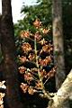 鐘萼木-花序-枯02.JPG