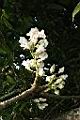 鐘萼木-花序04.JPG