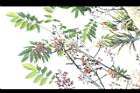 鐘萼木-花序11.JPG