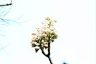 鐘萼木-花序14.JPG