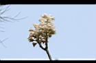 鐘萼木-花序15.JPG