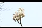 鐘萼木-花序19.JPG