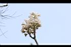 鐘萼木-花序20.JPG