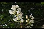 鐘萼木-花序21.JPG