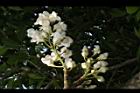 鐘萼木-花序22.JPG