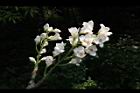 鐘萼木-花序24.JPG