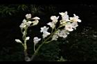 鐘萼木-花序25.JPG