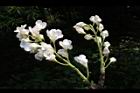 鐘萼木-花序26.JPG
