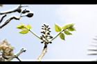 鐘萼木-花苞01.JPG